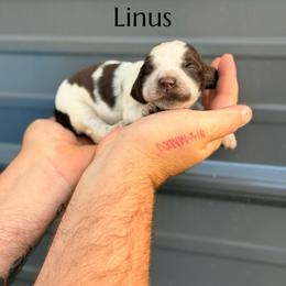 Linus - Liver white and roan male English Springer Spaniel puppy in Uvalda, Georgia from Willow Creek Farms