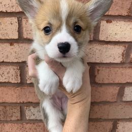 Joy - Pembroke Welsh Corgi puppy from Carter’s Corgis LLC