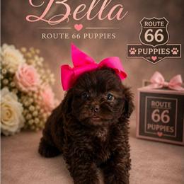 Le Ve Est Bel (Bella) - Brown female Shihpoo puppy in Delphos, Ohio from Route 66 Puppies