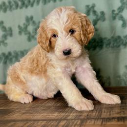Griffin - Parti male Goldendoodle puppy in Charleston, Arkansas from Lazy S Aussies