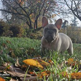 Flounder - Fawn male French Bulldog puppy in Silverton, Oregon from Willamette Valley Bullies