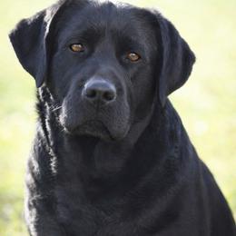 Flossie - Labrador Retriever