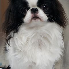Japanese Chin and Pomeranian Puppies from Wyndgate Japanese Chin