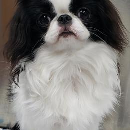 Japanese Chin and Pomeranian Puppies from Wyndgate Japanese Chin