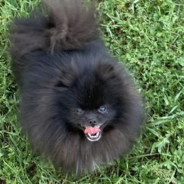 Blackie - Pomeranian