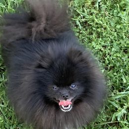 Blackie - Pomeranian