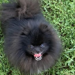 Blackie - Pomeranian