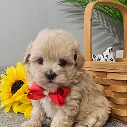 Banjo - Champagne male Maltipoo puppy in Utica, Ohio from Poodle Me Crazy