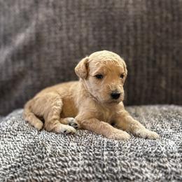 Girl 2 - female Goldendoodle puppy in Fayetteville, Arkansas from Mountain Grove Doodles