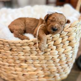 Strawberry Fields - Red  female Goldendoodle puppy in Sulphur, Louisiana from Curly Q’s Of Carlyss