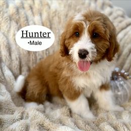 Hunter - Red male Bernedoodle puppy in Jackson, Mississippi from T.M. Poodles & Doodles