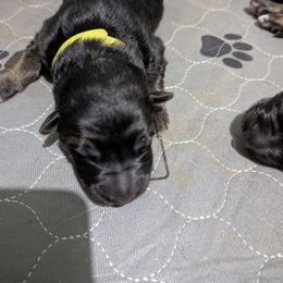 Boy 1 - Black and red male German Shepherd puppy in Stuarts Draft, Virginia from Shengulli Shepherds