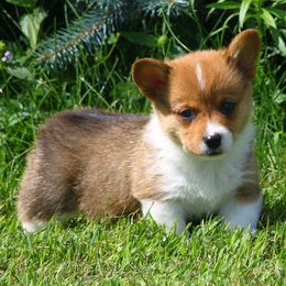 Pembroke Welsh Corgi Puppies from AB Ranch