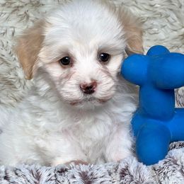 Havanese and Pug Puppies from Casa Blanca Pugs & Mardi Gras Havanese
