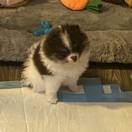 Pomeranian Puppies from Snow peak poms