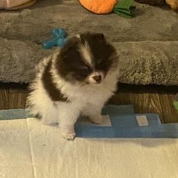 Pomeranian Puppies from Snow peak poms