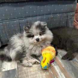 Blue Merle Silver 1day 6.3oz - Blue merle male Pomeranian puppy in Madison, Ohio from PawSitive Therapy Pomeranians