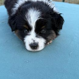 Lightning - Black tri male Miniature American Shepherd puppy in Point, Texas from Circle J Miniature American Shepherds