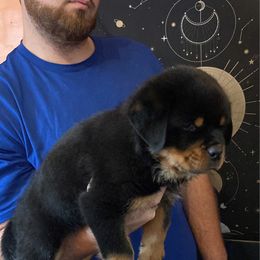 Goliath - Black and tan male Rottweiler puppy in Detroit, Michigan from Dark Storm Kennels