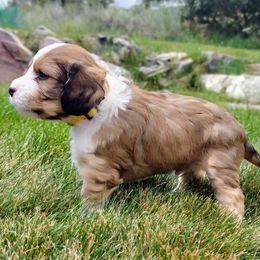 Cavapoo Puppies from Sophie's Puppy Den