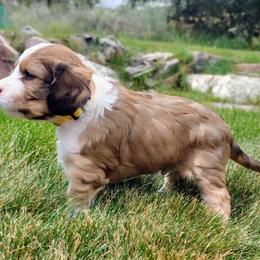 Cavapoo Puppies from Sophie's Puppy Den