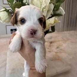 Female 2 - White female Cavapoo puppy in Sacramento County, California from Sac-Town Poodles and Doodles