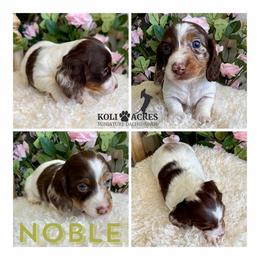 Noble - AKC - Silky - Chocolate and tan male Dachshund puppy in Kemp, Texas from Koli Acres