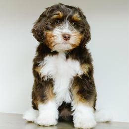 Adelaide - female Australian Mountain Doodle puppy in Spanish Fork, Utah from K Brand Doodles