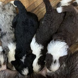 Aussiedoodles from Silvercreek Aussies and doodles