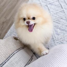 Phoebe - Chocolate sable female Pomeranian puppy in Las Vegas, Nevada from Velvet-Paws Pomeranians