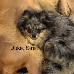 Duke - Pomeranian