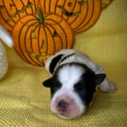 Roy - Parti male Miniature Schnauzer puppy in Placerville, California from Rpuppies
