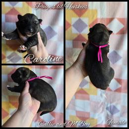 Caroline - Agouti and white female Siberian Husky puppy in Bloomfield, Indiana from Paiges lil huskies