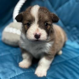 Sparky - White and fawn male Pembroke Welsh Corgi puppy in Nortonville, Kansas from Low Riders Corgis & Mini Aussies