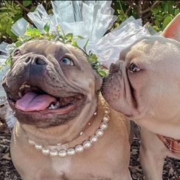 French Bulldogs from Fleur De Frenchie