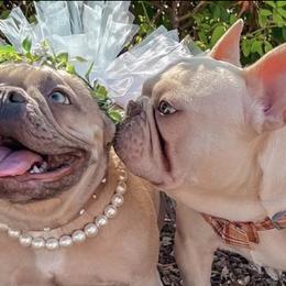 French Bulldogs from Fleur De Frenchie