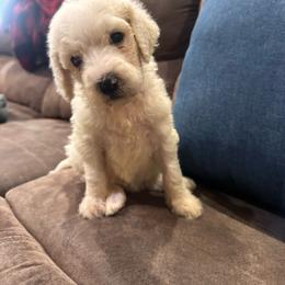Opal - White female Poodle puppy in Flora, Illinois from Hanging Rock Poodles