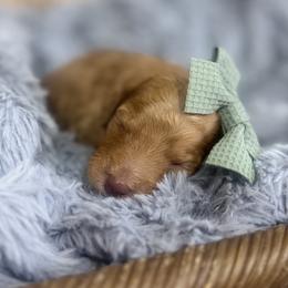 Aura-Green Collar - Red female Bernedoodle puppy in Oak Hills, California from High Desert Doodles