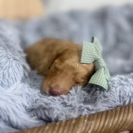 Aura-Green Collar - Red female Bernedoodle puppy in Oak Hills, California from High Desert Doodles