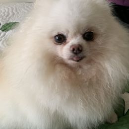 Pomeranian Puppies from Jonna's Poms