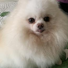 Pomeranian Puppies from Jonna's Poms