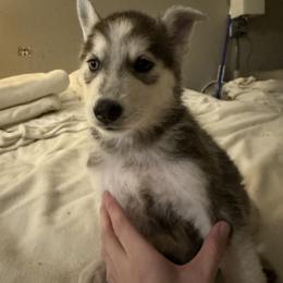 Siberian Husky Puppies from Riri’s Huskies