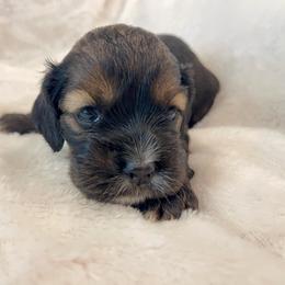 Cocker Spaniel Puppies from Jennifer Dees