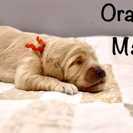 Orange - Apricot male Goldendoodle puppy in Maryville, Tennessee from Twin City Doodles
