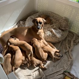 Rhodesian Ridgeback Puppies from Lyonnese Rhodesian Ridgebacks