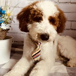 Goldendoodle puppies from 406Doodles