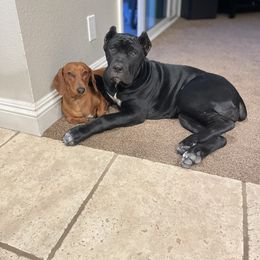 Dachshunds from Long Dog Dachshund Pups