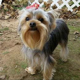 Twix - Yorkshire Terrier