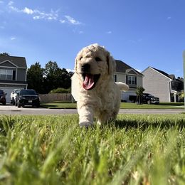 Goldendoodle Puppies from Diverse Nurturing Affectionate Doodle Kennel