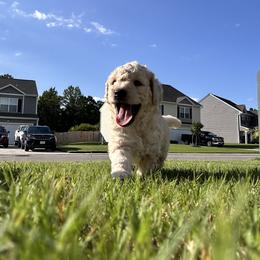 Goldendoodle Puppies from Diverse Nurturing Affectionate Doodle Kennel